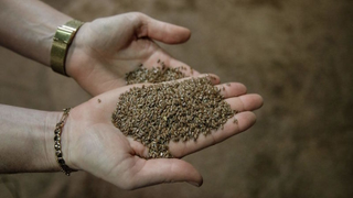 There Is a Seed Mystery on Amazon